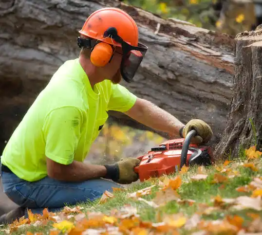 tree services Beaver Dam Lake